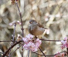 Passer domesticus