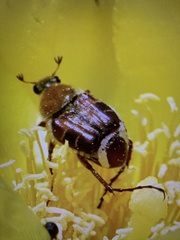 Trichiotinus rufobrunneus