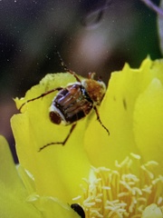Trichiotinus rufobrunneus