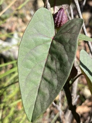 Ipomoea gracilis