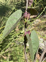 Ipomoea gracilis