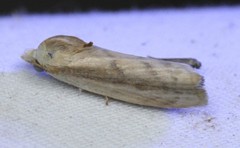 Earias huegeliana