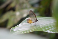 Haetera