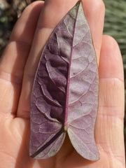 Ipomoea gracilis