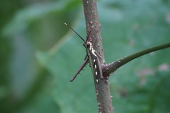 Aeolacris octomaculata