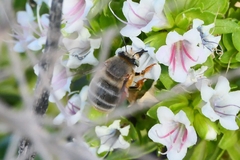 Anthophora porphyrea