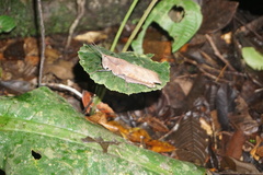 Colpolopha latipennis