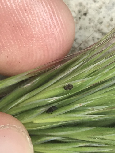 Hedgehog Grain Aphid photo 5