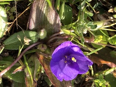 Tradescantia humilis, photograph (c) Andy Jordan, some rights reserved (CC BY)