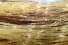 Lemanea fluviatilis