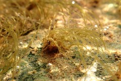 Lemanea fluviatilis