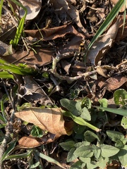 Dasymutilla munifica