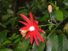 Distephana