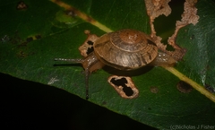 Nitor subrugatus
