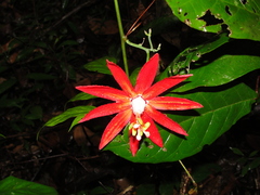 Distephana