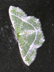 Eucyclodes insperata