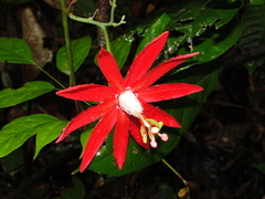 Distephana