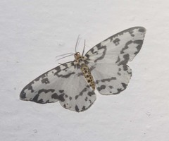 Abraxas intervacuata