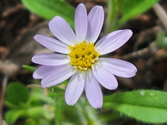 Chaetopappa bellidifolia