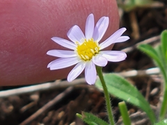 Chaetopappa bellidifolia