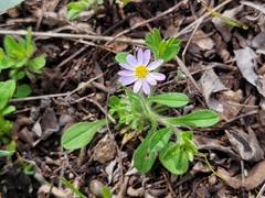 Chaetopappa bellidifolia