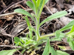 Chaetopappa bellidifolia