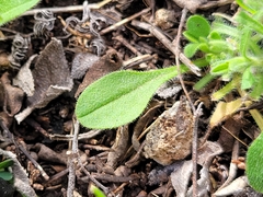 Chaetopappa bellidifolia