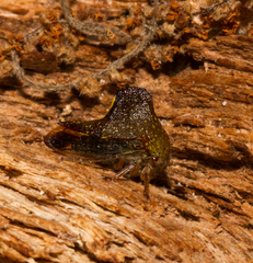 Telamona monticola