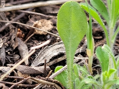 Chaetopappa bellidifolia