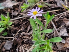 Chaetopappa bellidifolia