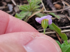 Chaetopappa bellidifolia
