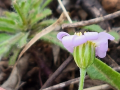 Chaetopappa bellidifolia