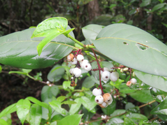 Chiococca nitida