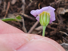 Chaetopappa bellidifolia