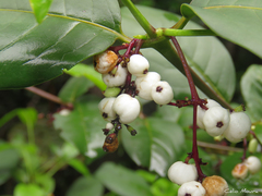 Chiococca nitida