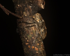 Prosoplus bakewellii