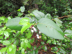 Chiococca nitida