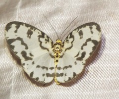 Abraxas intervacuata