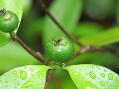 Cordiera myrciifolia