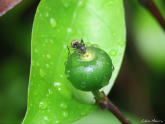 Cordiera myrciifolia