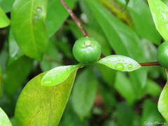 Cordiera myrciifolia