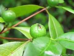Cordiera myrciifolia