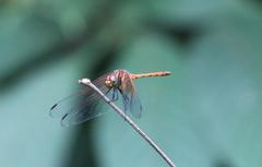 Dythemis rufinervis