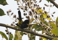 Icterus portoricensis