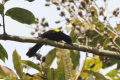 Icterus portoricensis