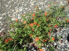 Lysimachia arvensis