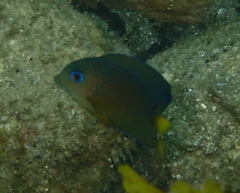 Ctenochaetus binotatus