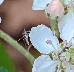 Schreckensteinia erythriella