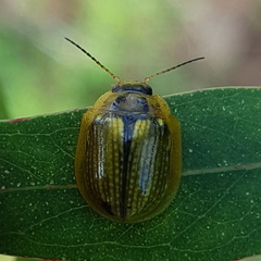 Paropsisterna agricola