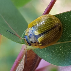 Paropsisterna agricola